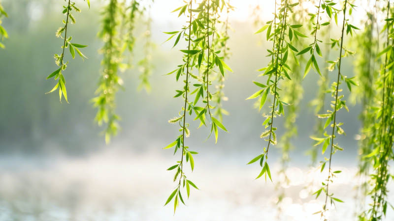 柳枝轻拂 晨光朦胧图片