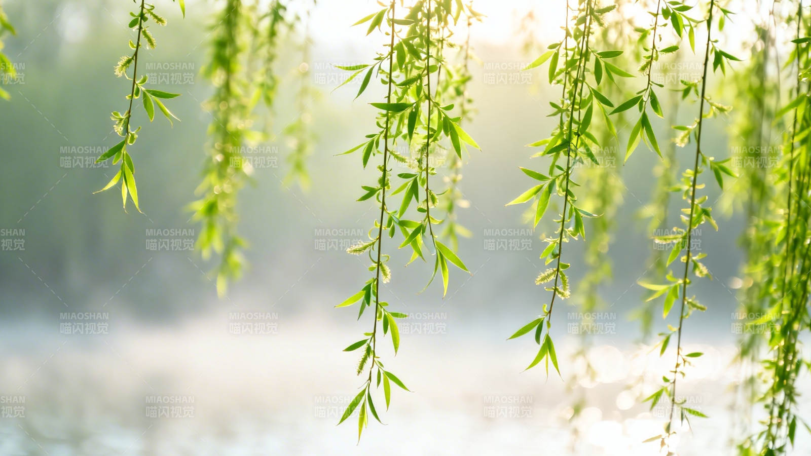 柳枝轻拂 晨光朦胧图片