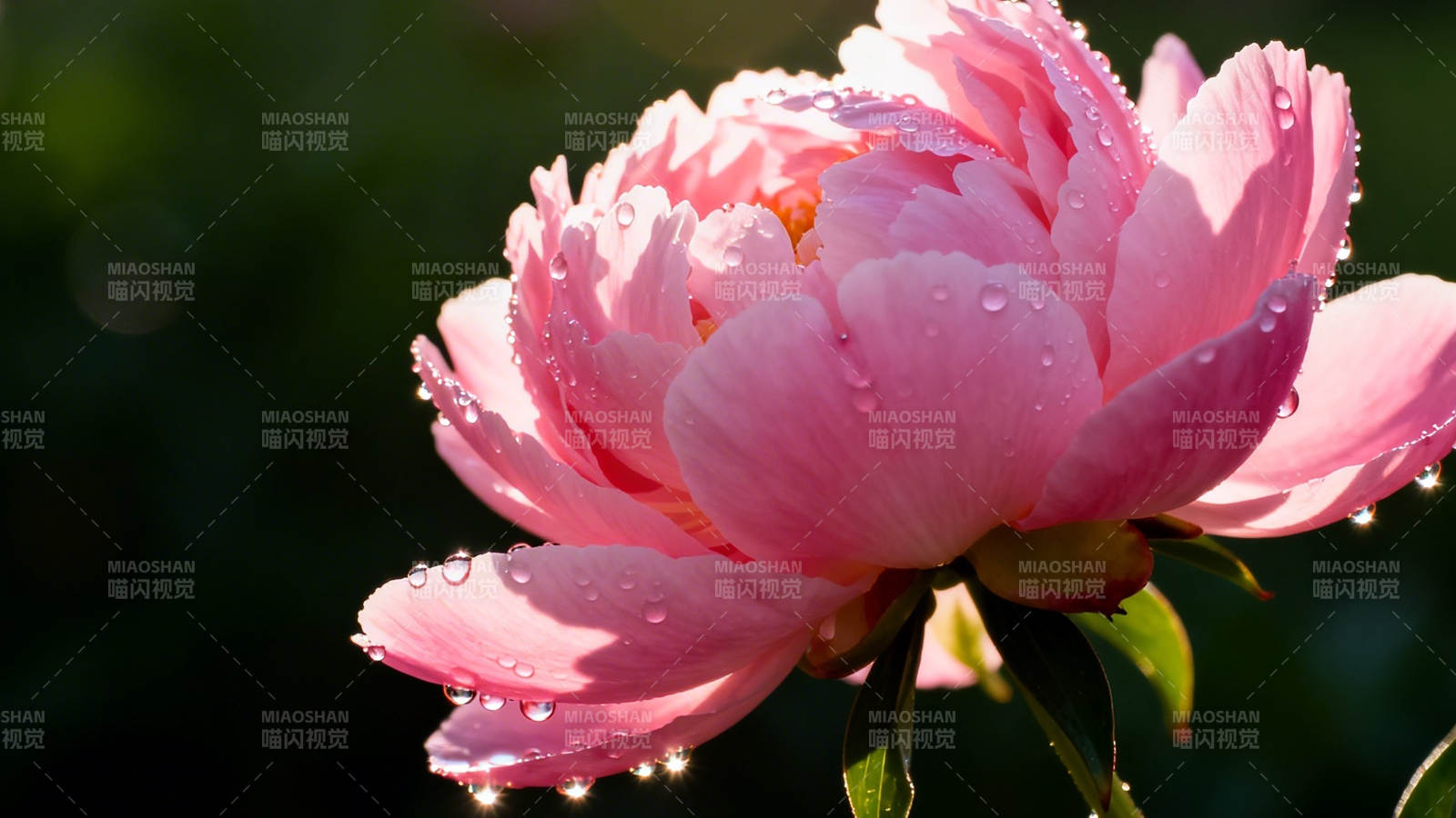 粉牡丹带露 娇艳欲滴图片