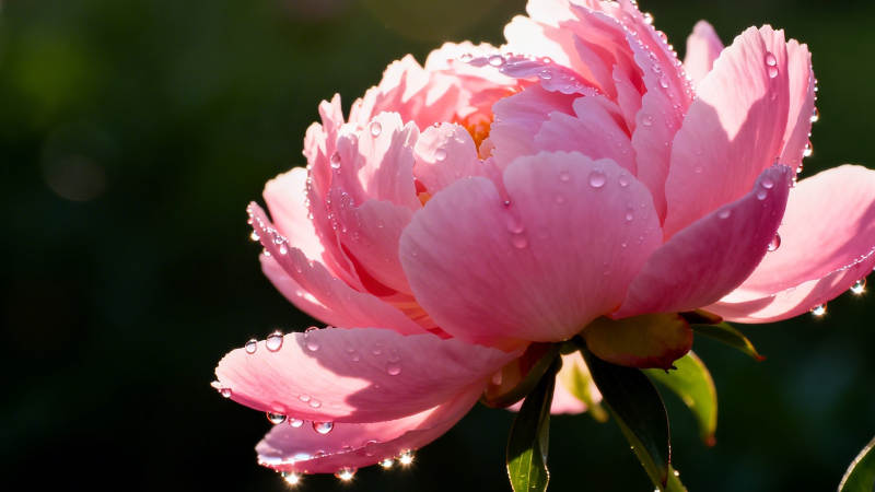 粉牡丹带露 娇艳欲滴图片