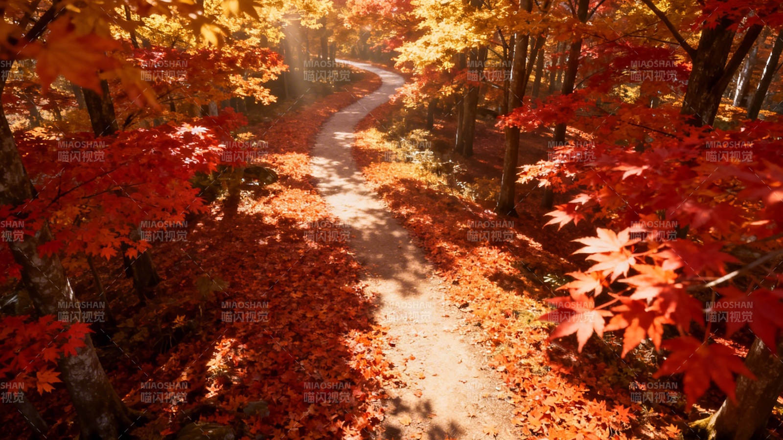 秋日红叶小径 暖阳穿林间图片