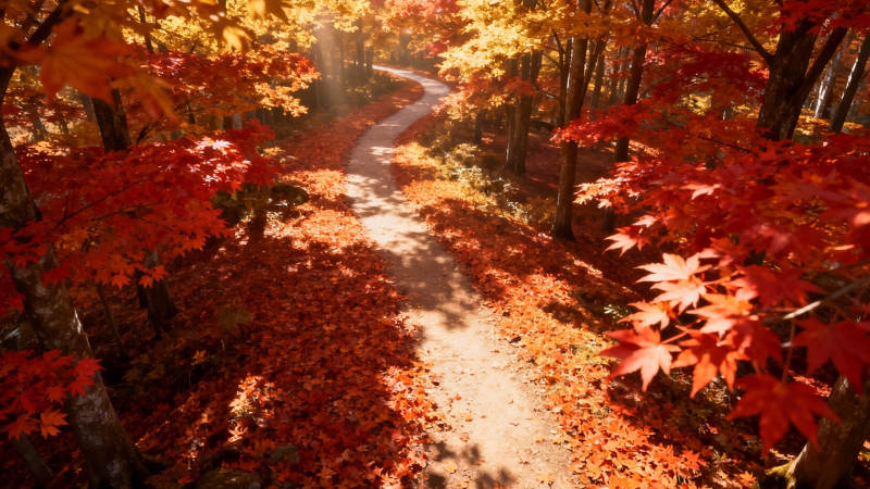 秋日红叶小径 暖阳穿林间图片