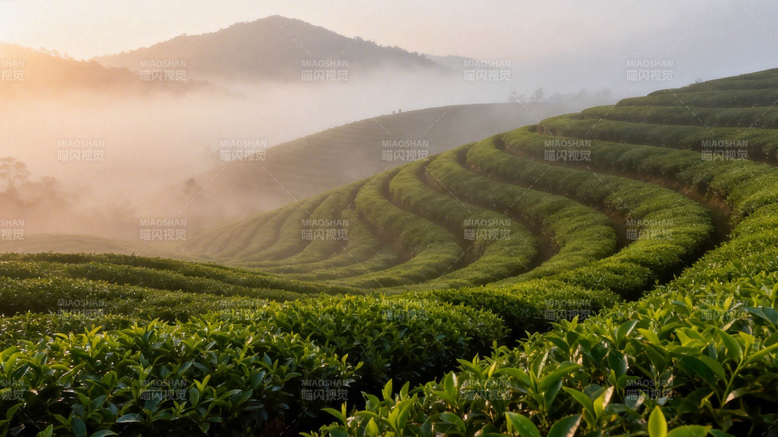 晨雾缭绕茶山梯田美图片