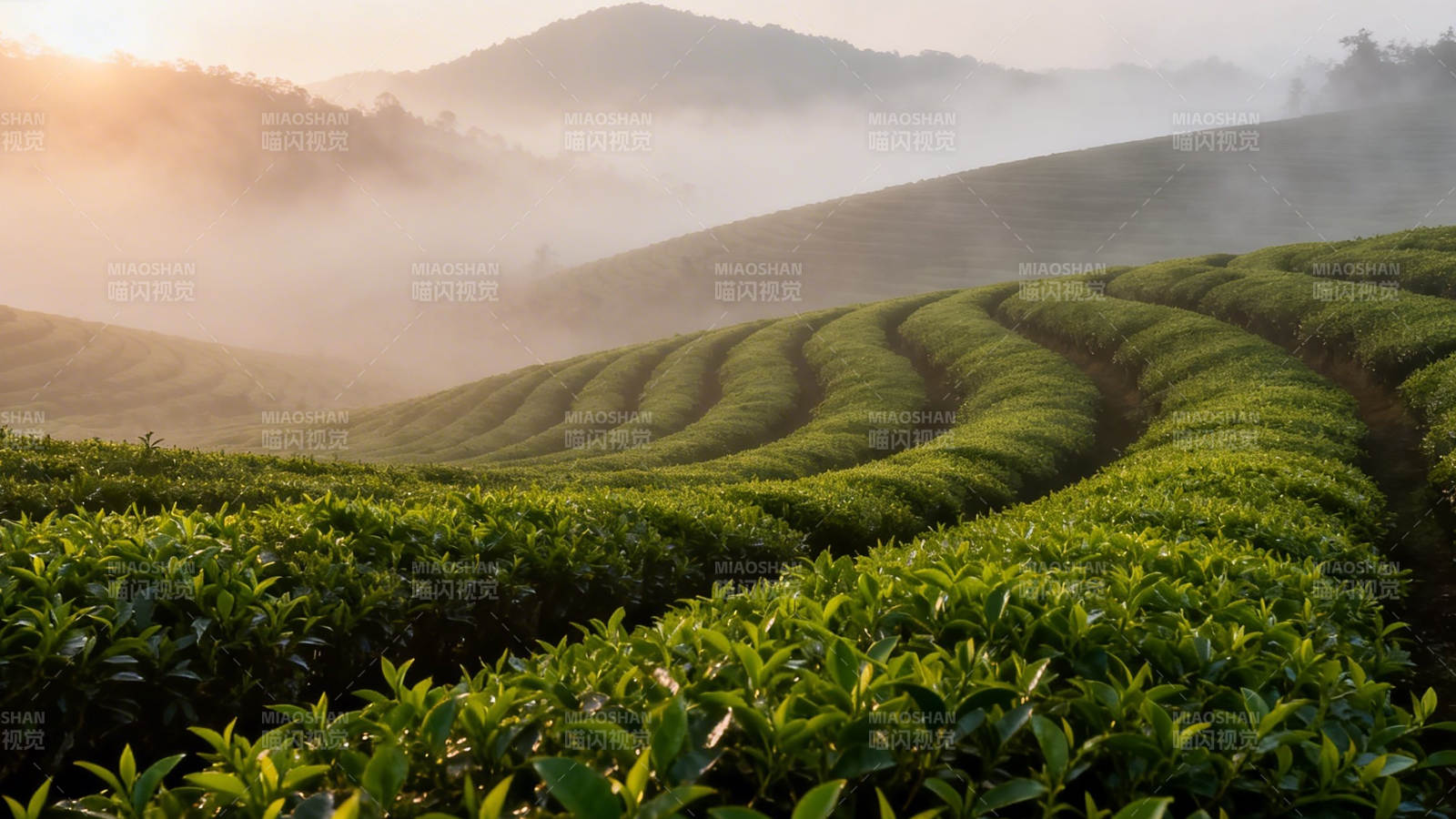 晨雾茶山 绿浪层层叠图片