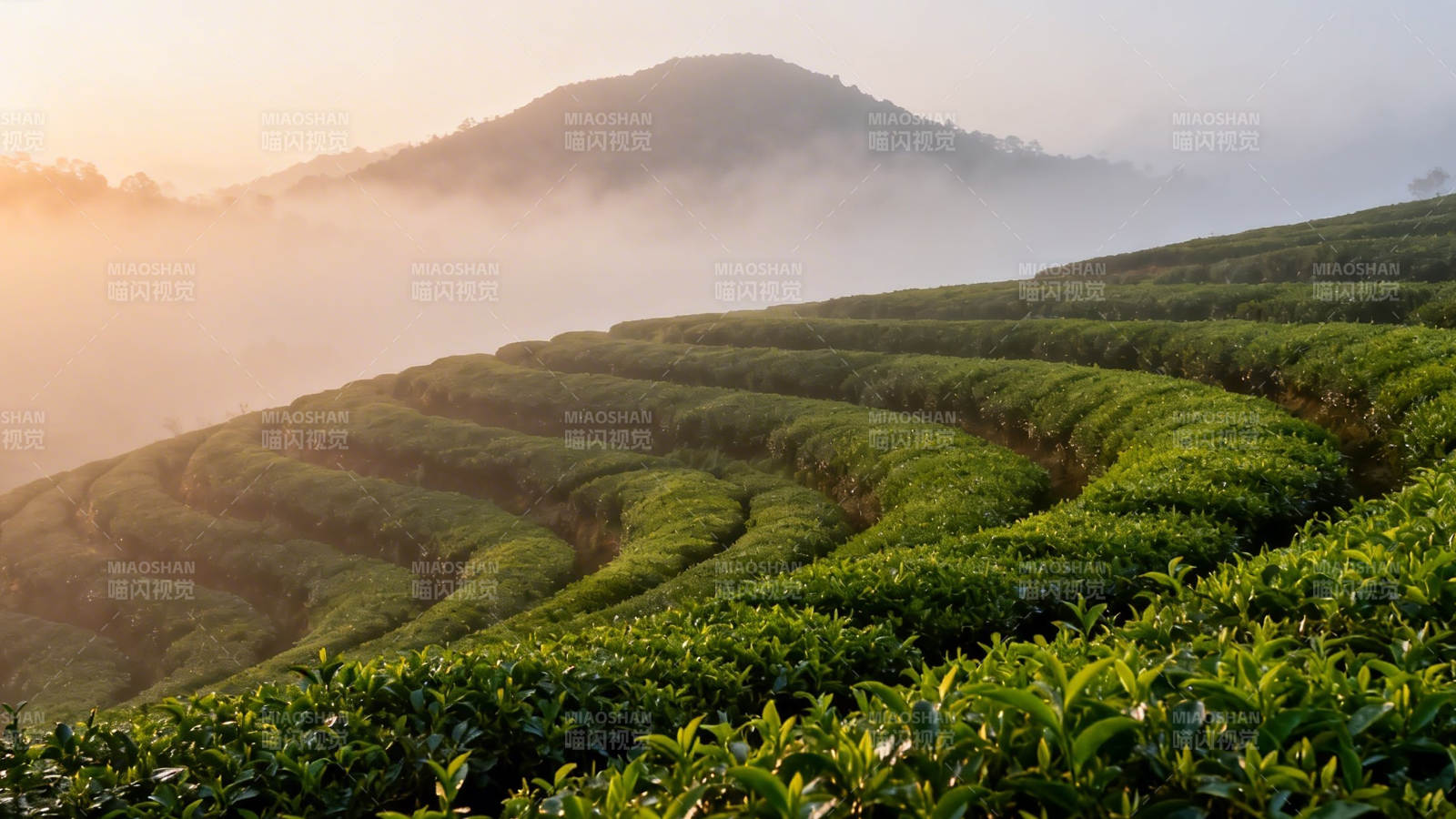 晨雾缭绕茶山梯田景图片