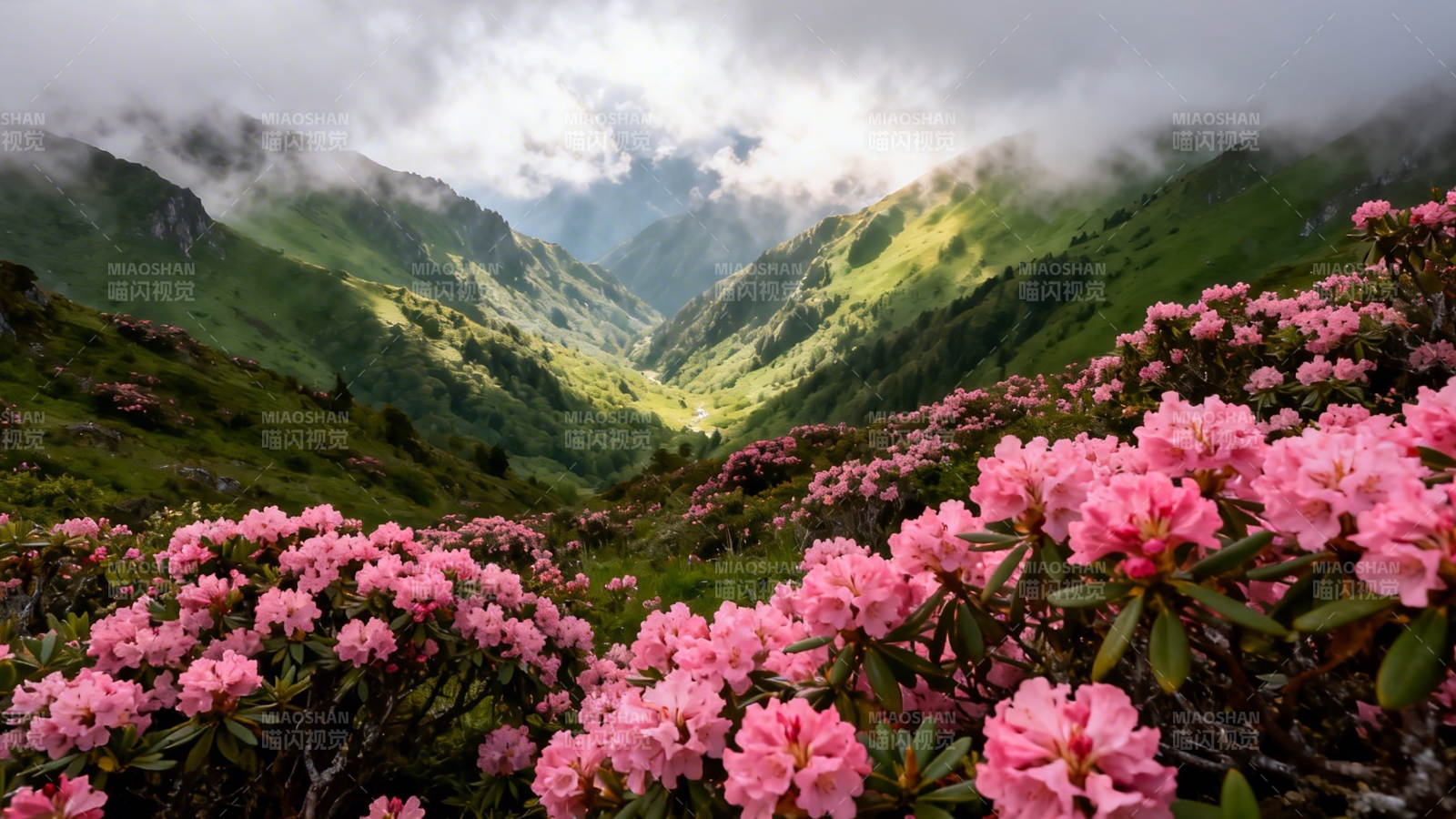 云雾山间粉杜鹃盛放图片
