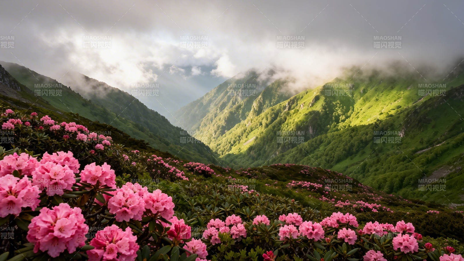 高山杜鹃映翠谷图片
