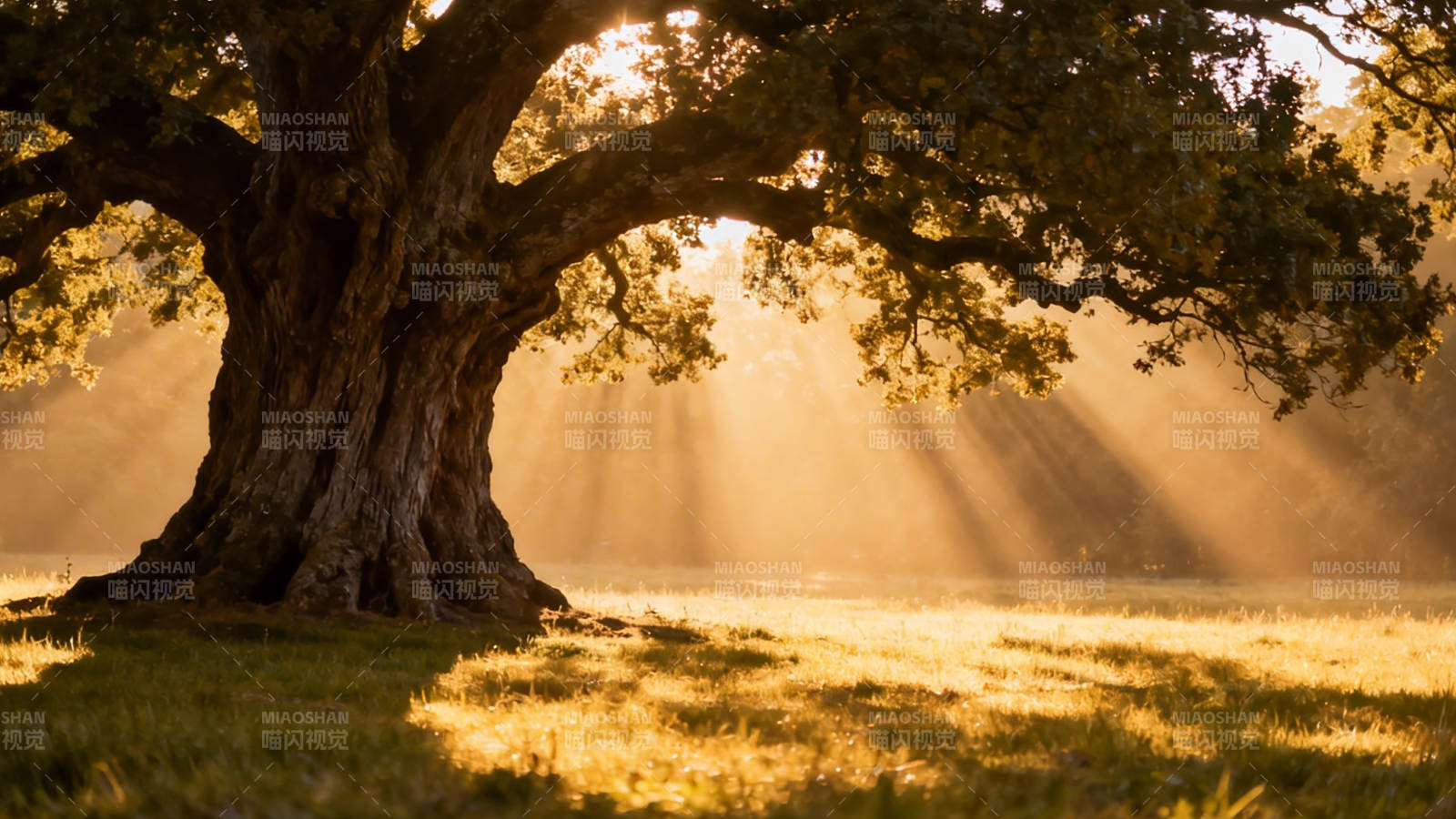 晨光穿树 金辉洒野图片