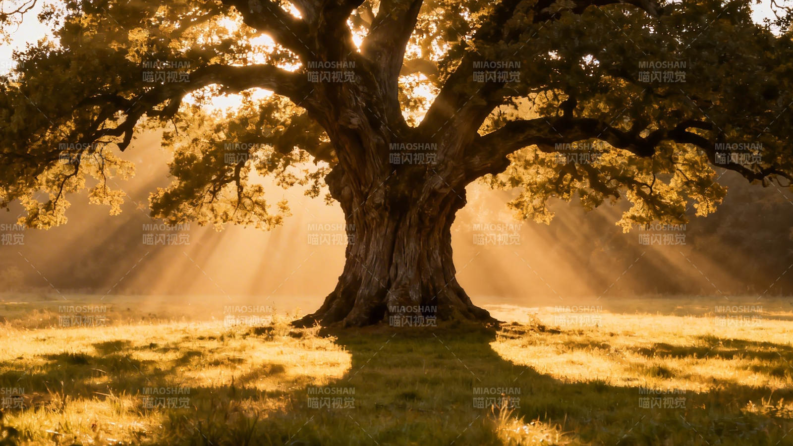 古树沐金光 晨光穿叶隙图片