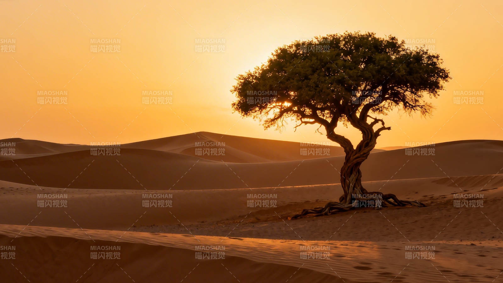沙漠孤树 夕阳如金图片