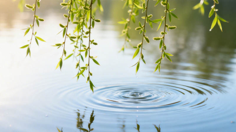 柳枝轻拂水面涟漪生图片
