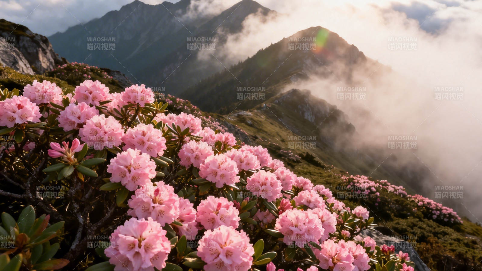 山巅粉花映云海图片