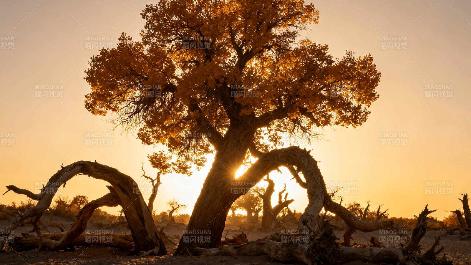 胡杨夕照 大漠孤影图片