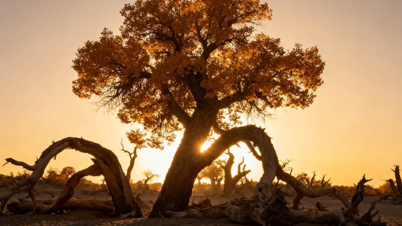 胡杨夕照 大漠孤影图片