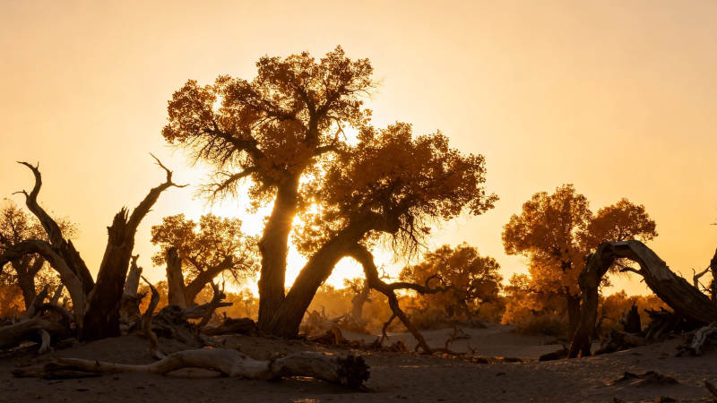 胡杨林夕照 枯荣共辉煌图片