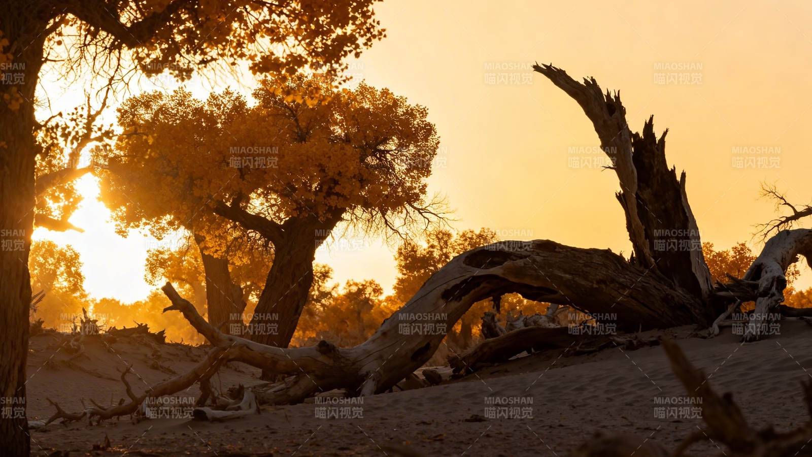 胡杨夕照 枯木亦生辉图片