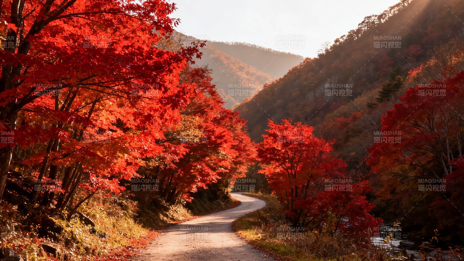 秋日红枫山径 暖阳照幽谷图片