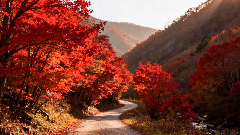 秋日红枫山径 暖阳照幽谷图片