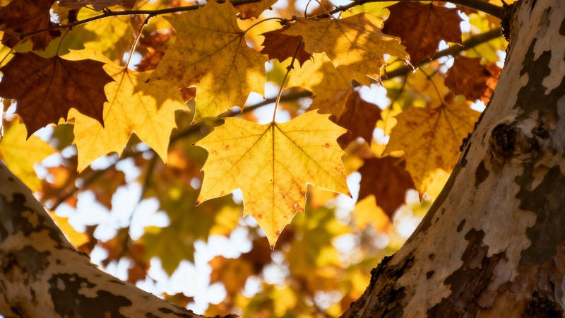 秋叶金黄 树干斑驳如画图片