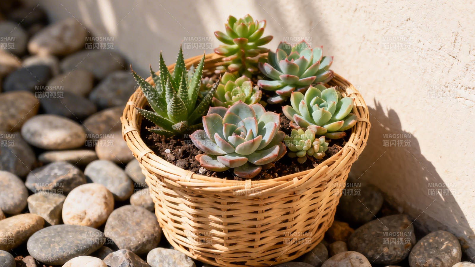 篮中多肉 石间静美图片