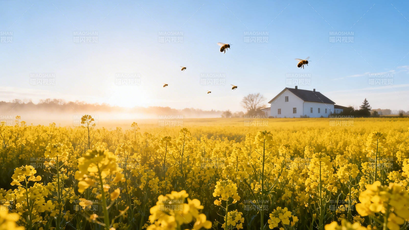 花海蜂舞 晨光映农舍图片