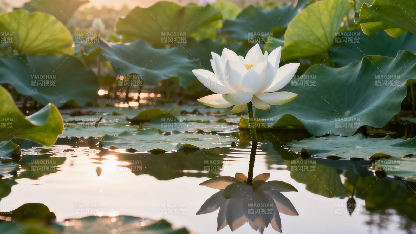 荷塘白莲映夕照图片