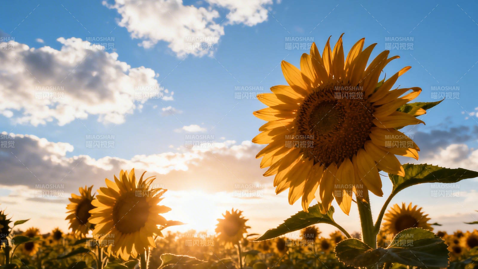 向日葵迎夕阳 金辉满田图片