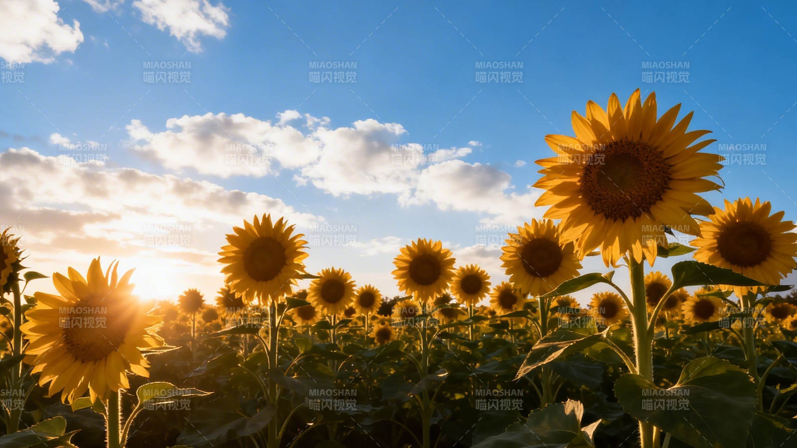 向日葵田迎朝阳图片
