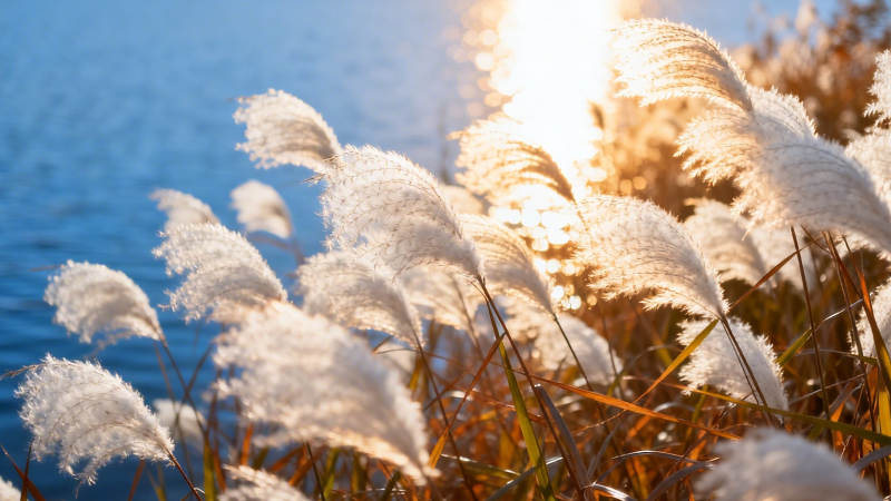 夕阳芦苇映湖光图片