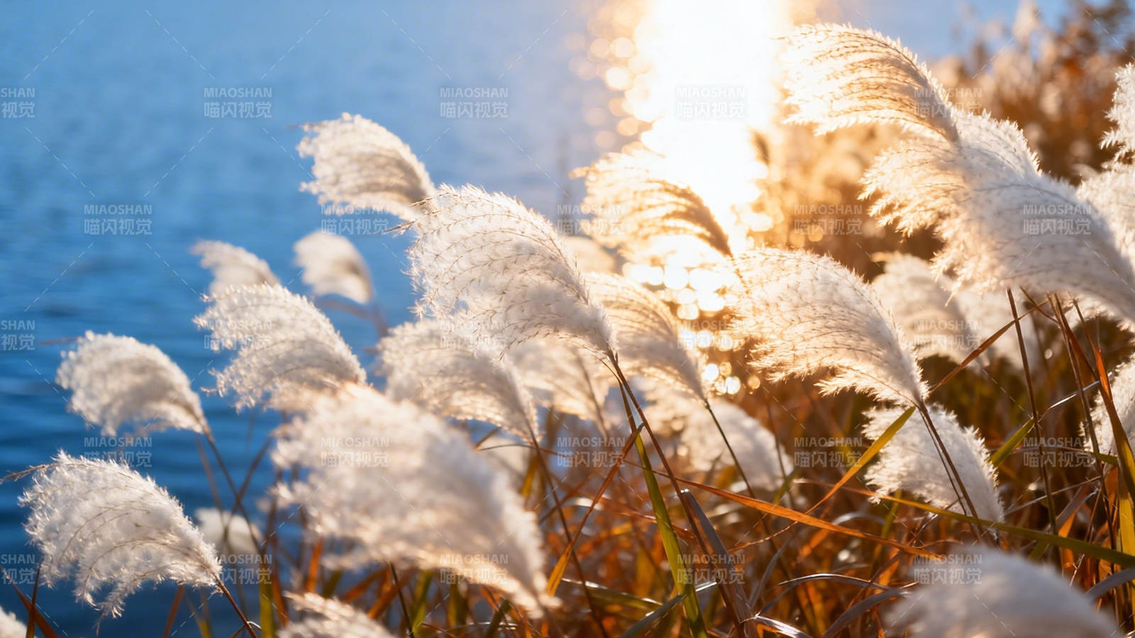 夕阳芦苇映湖光图片