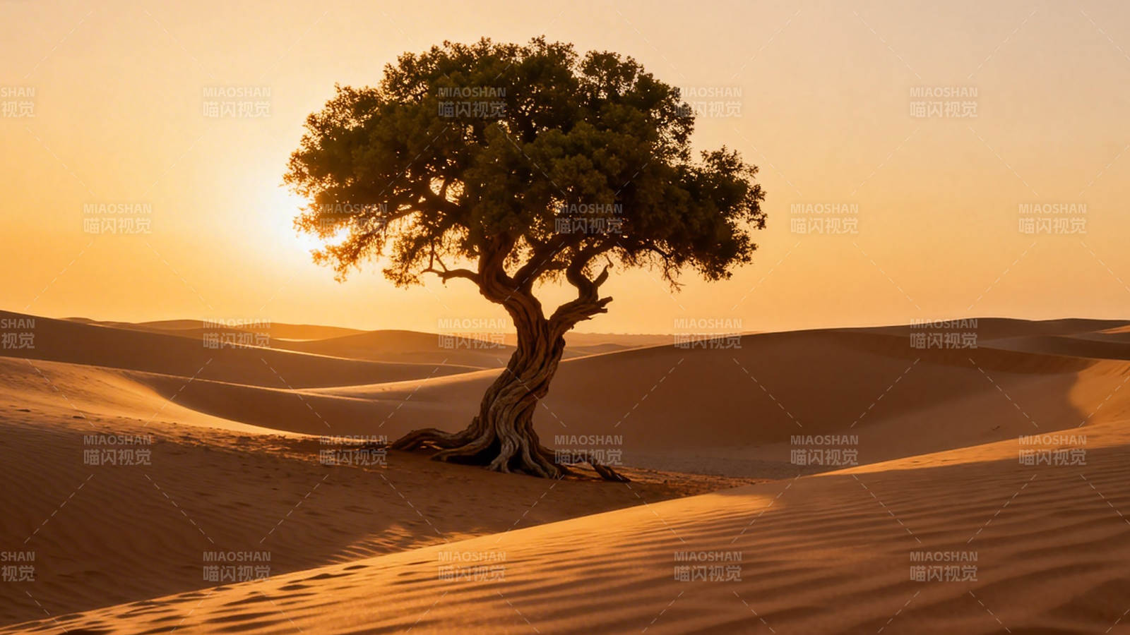 沙漠孤树 夕阳如金图片