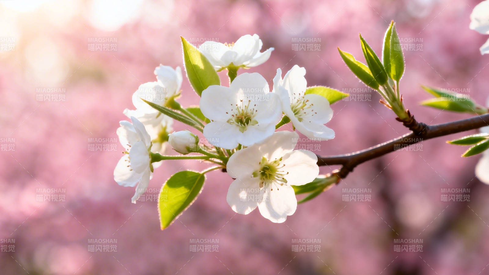 春花绽放 粉白相间美如画图片