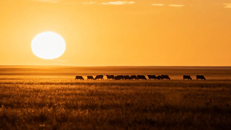 夕阳下牛群剪影草原行图片