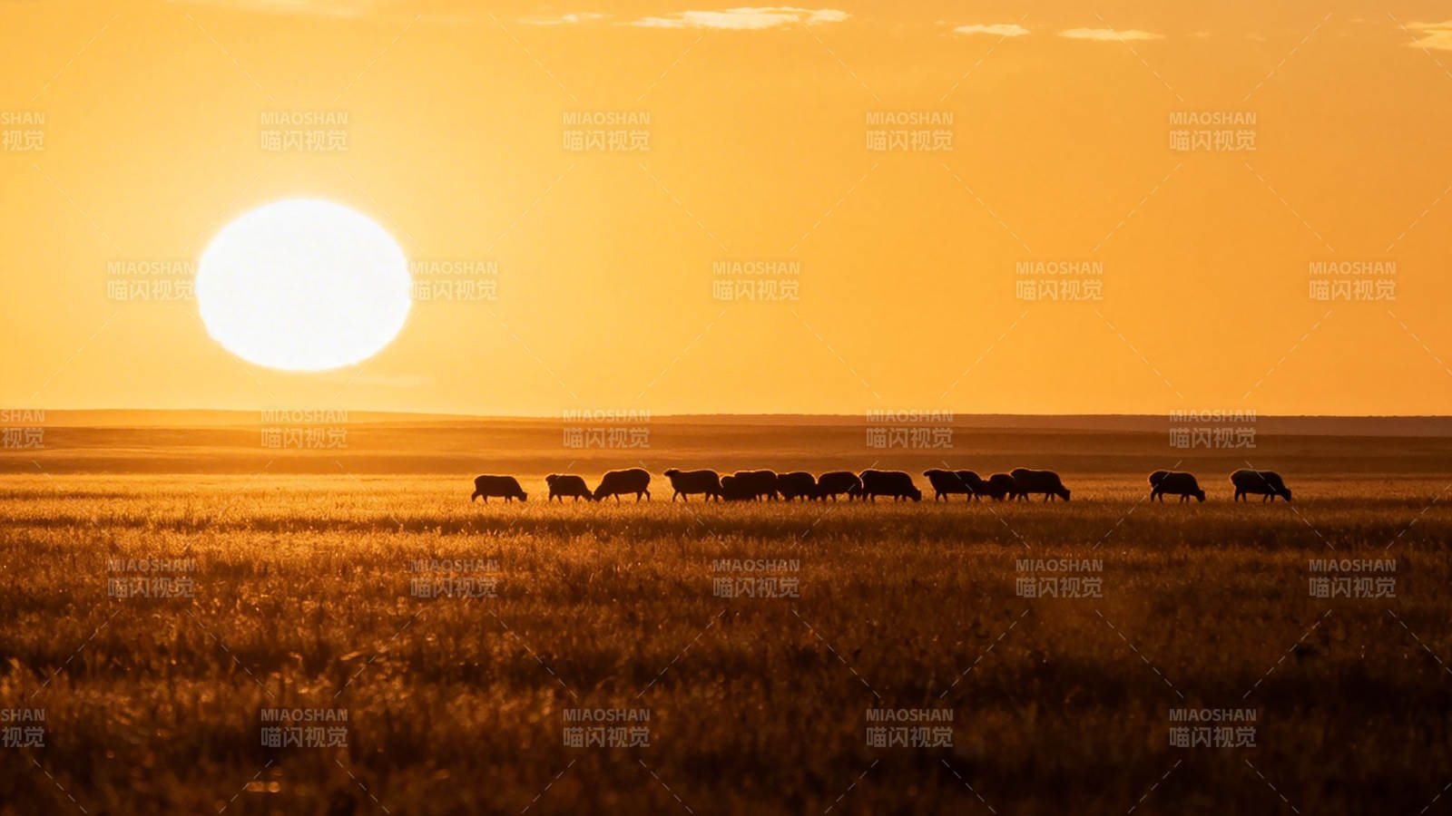 夕阳下牛群剪影草原行图片