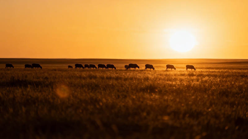 夕阳下的草原牛群剪影图片