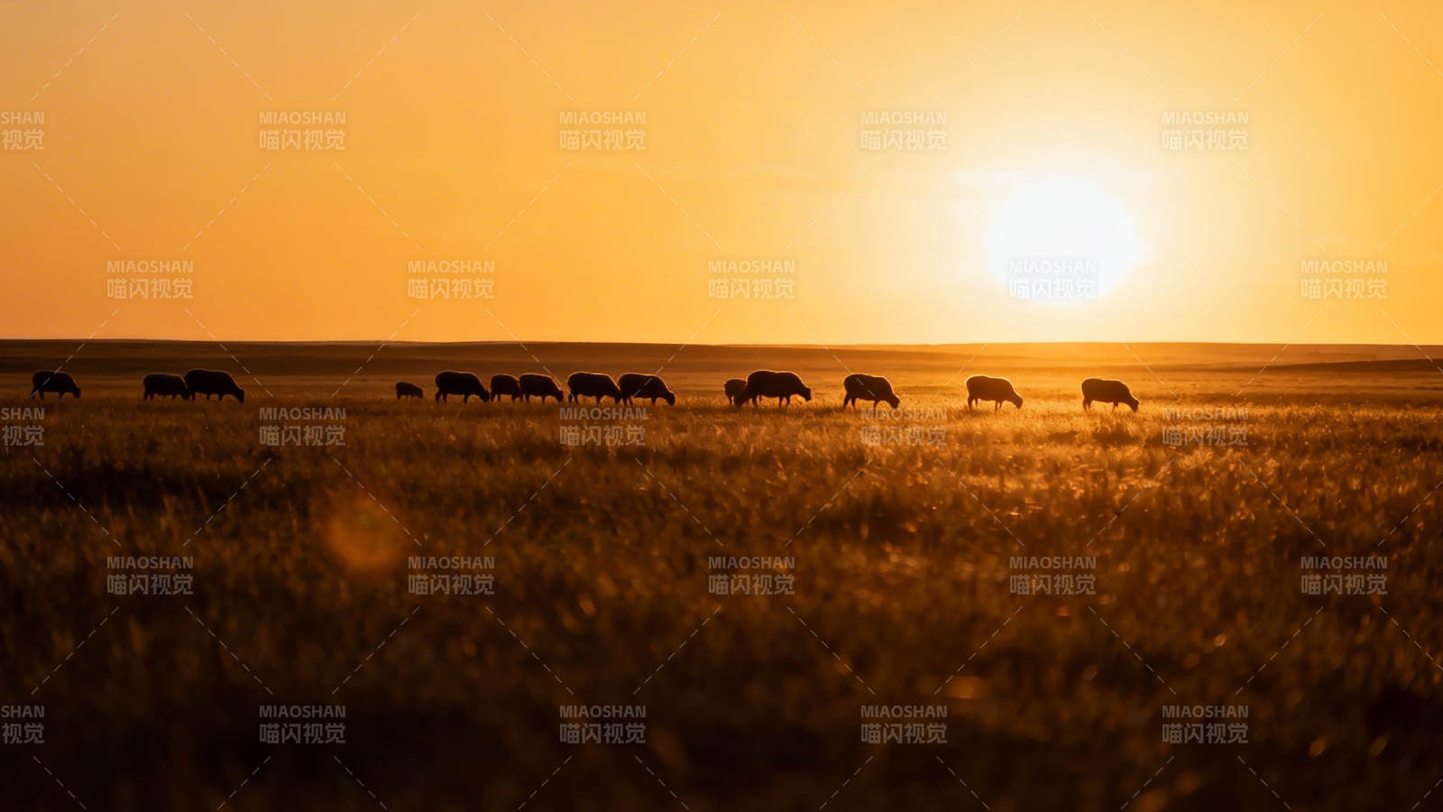 夕阳下的草原牛群剪影图片