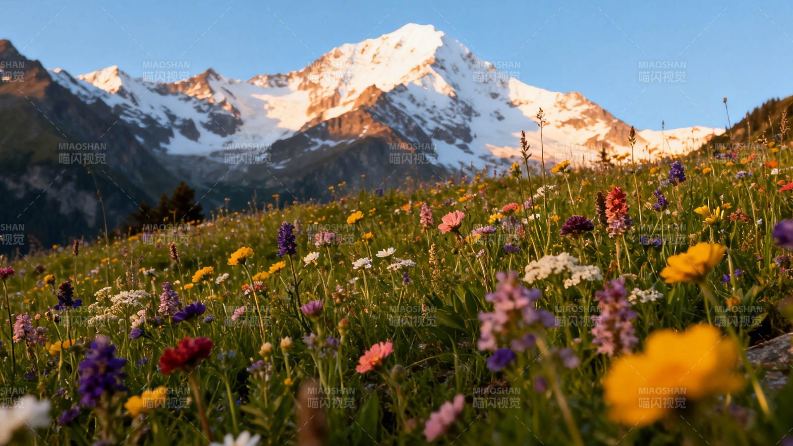雪山花海 春日盛景图片