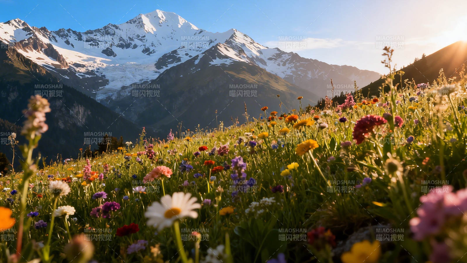雪山花海 晨光如画图片