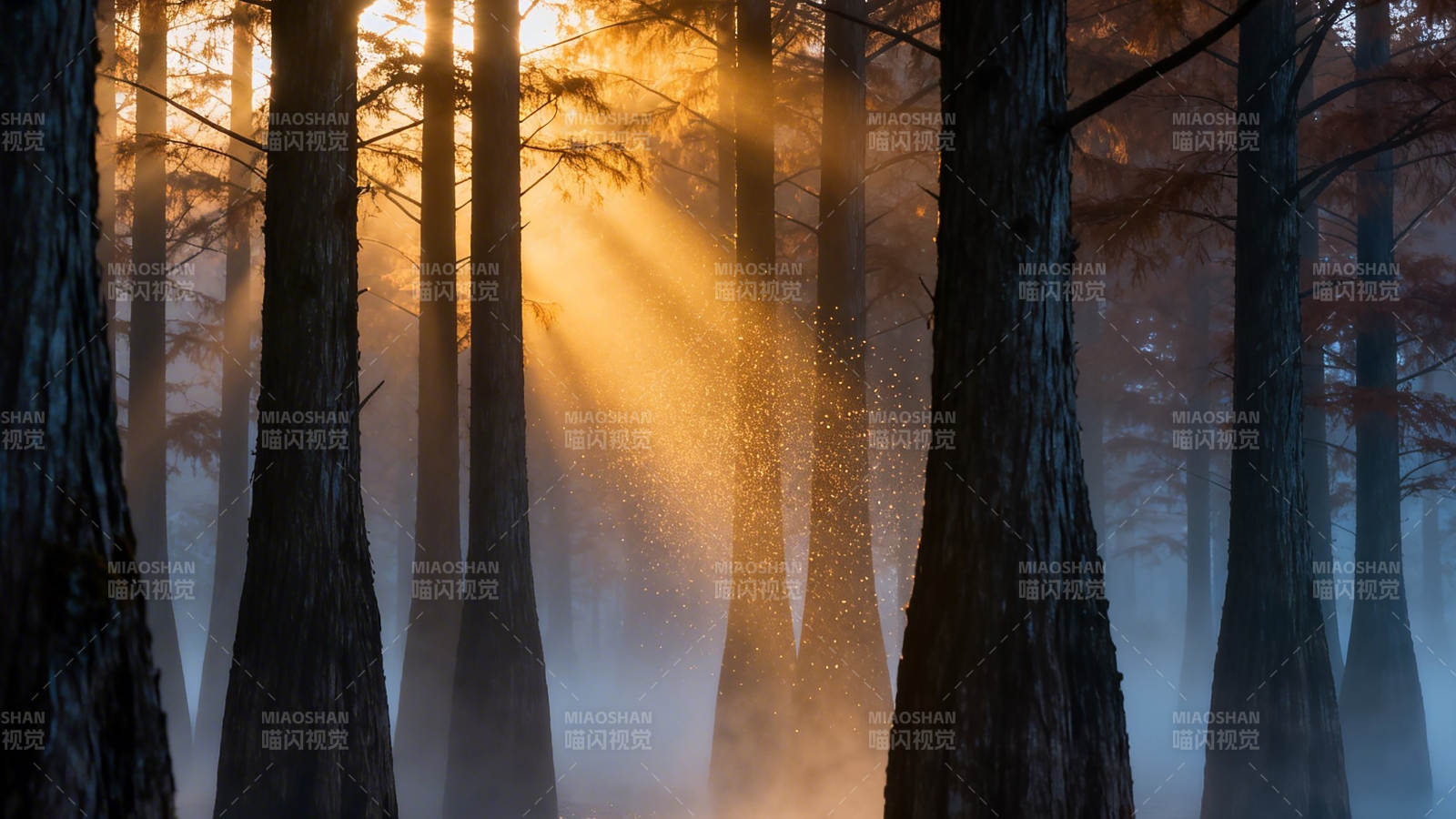 晨雾林光 金色穿透树影图片