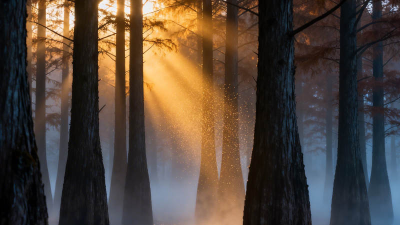 晨雾林光 金色穿透树影图片
