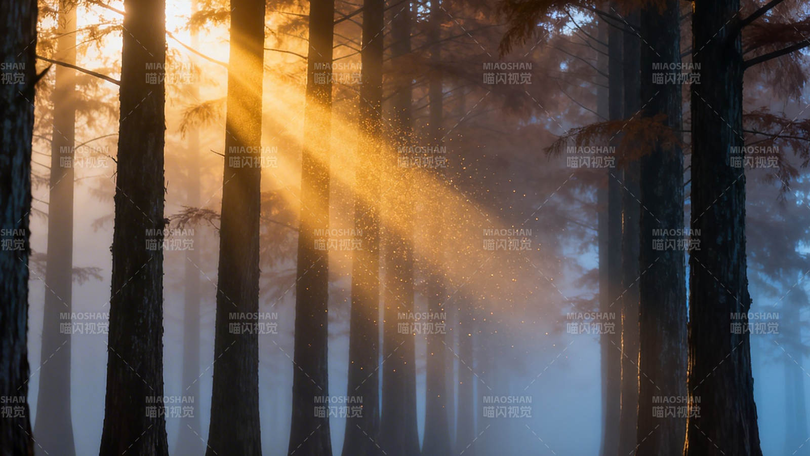 晨光穿雾 林间金辉洒落图片