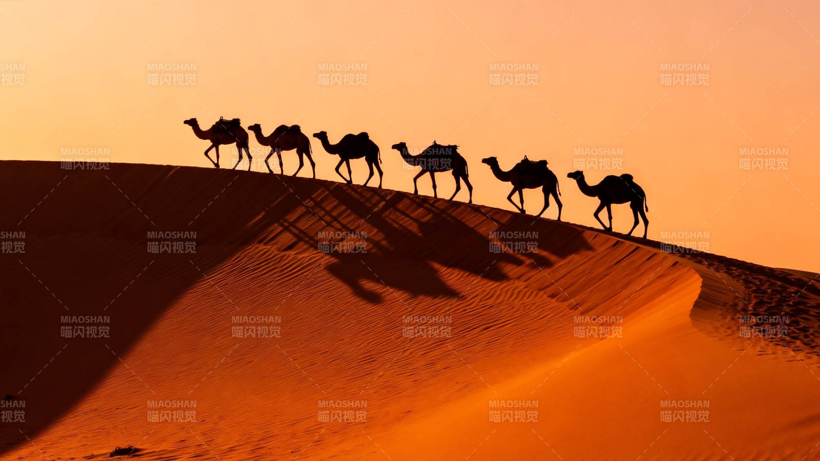 沙漠驼队剪影行图片
