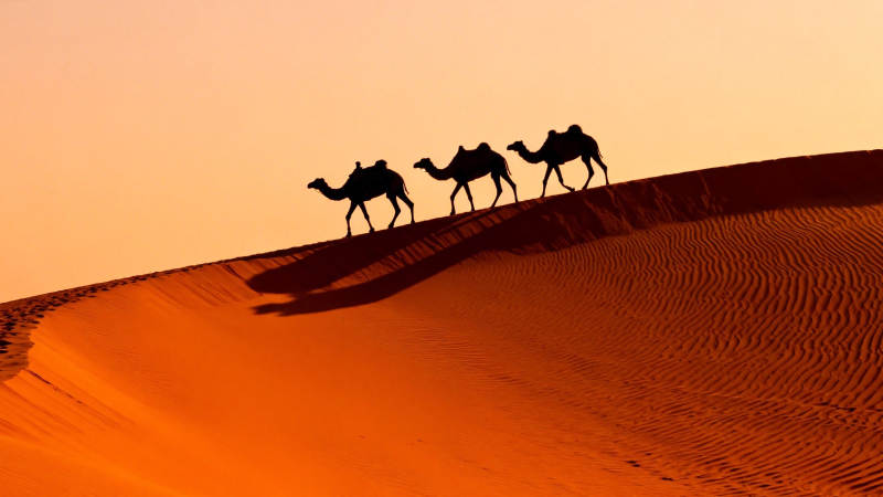 沙漠驼队剪影行图片