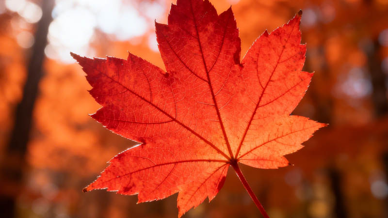 秋叶红透 光影如画图片