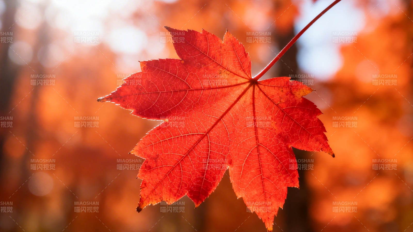 秋叶红艳 暖光映衬图片