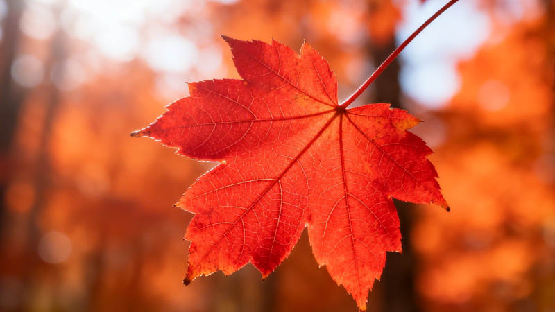 秋叶红艳 暖光映衬图片