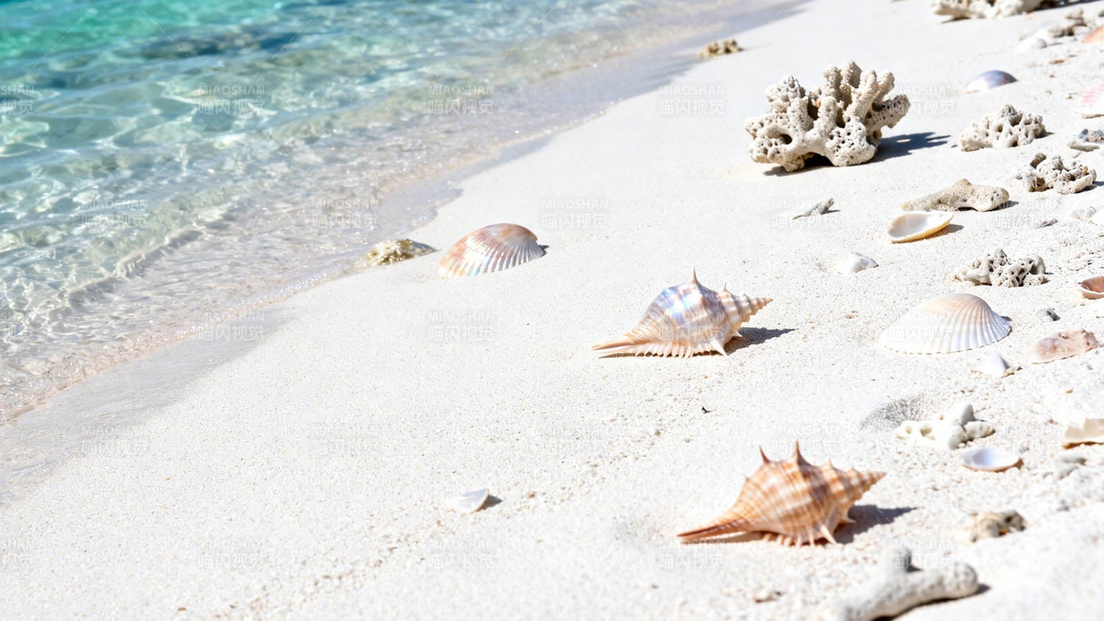 沙滩贝壳与珊瑚静景图片