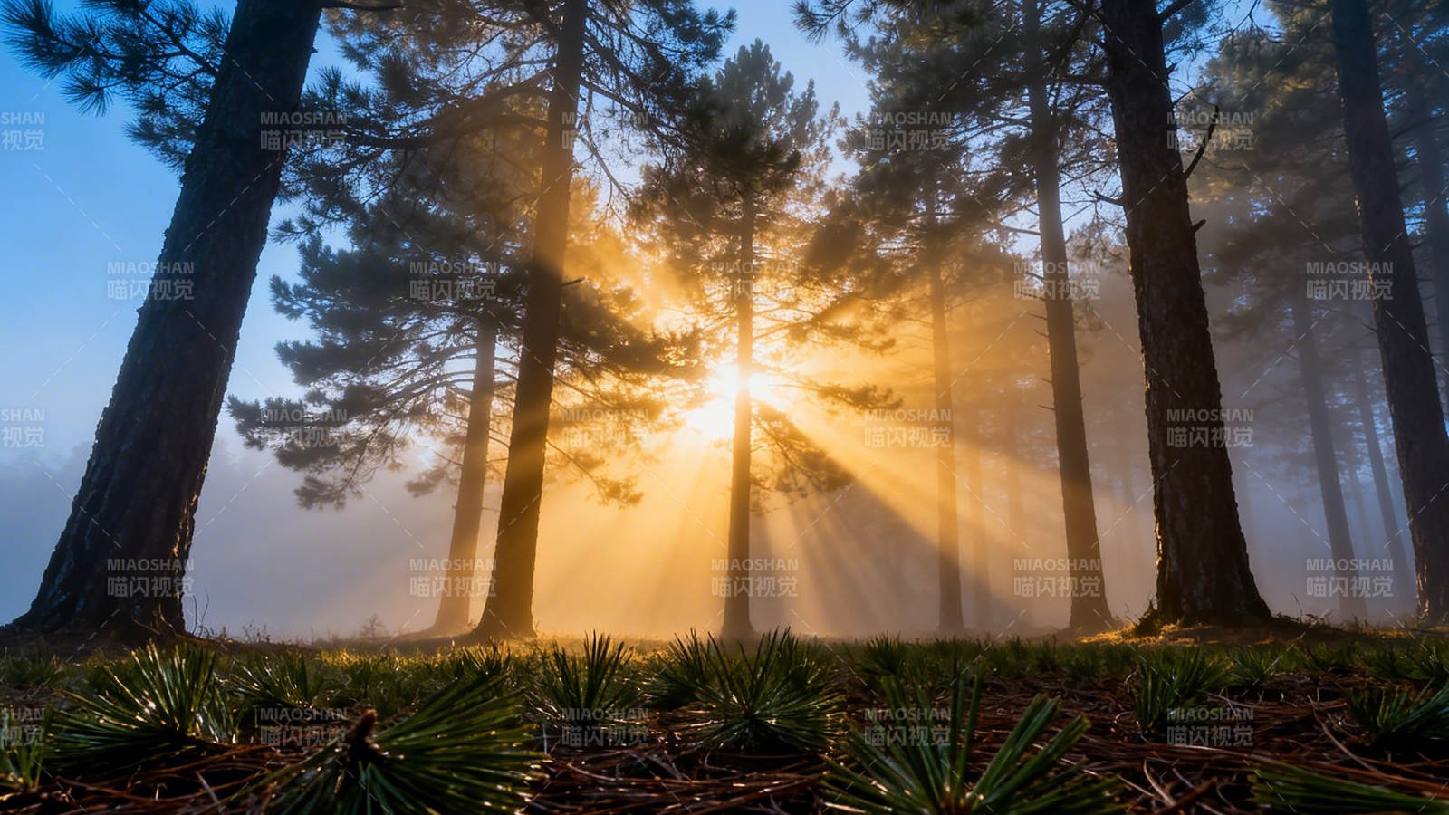 晨光穿林 雾霭金辉图片