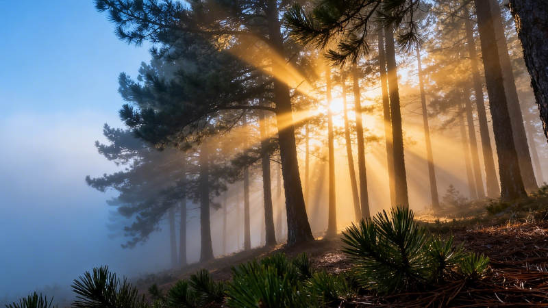 晨雾穿林 金光破晓图片