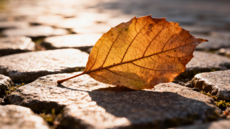 秋叶静卧石板路图片